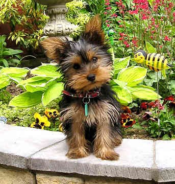 yorkshire-terrier-puppy.jpg